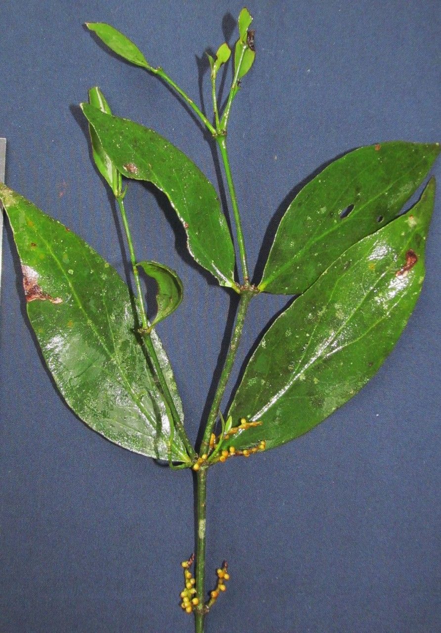 Phoradendron crassifolium other