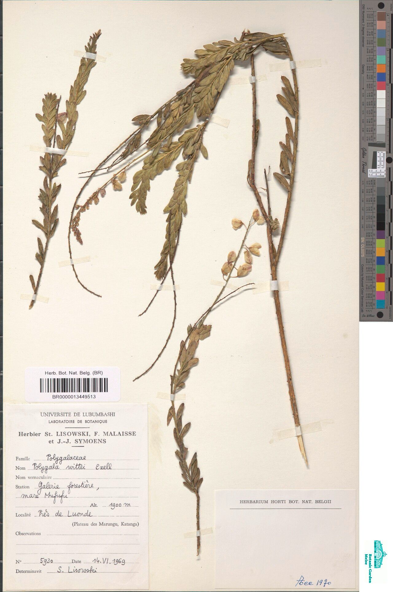 Polygala wittei — houseplant care guide