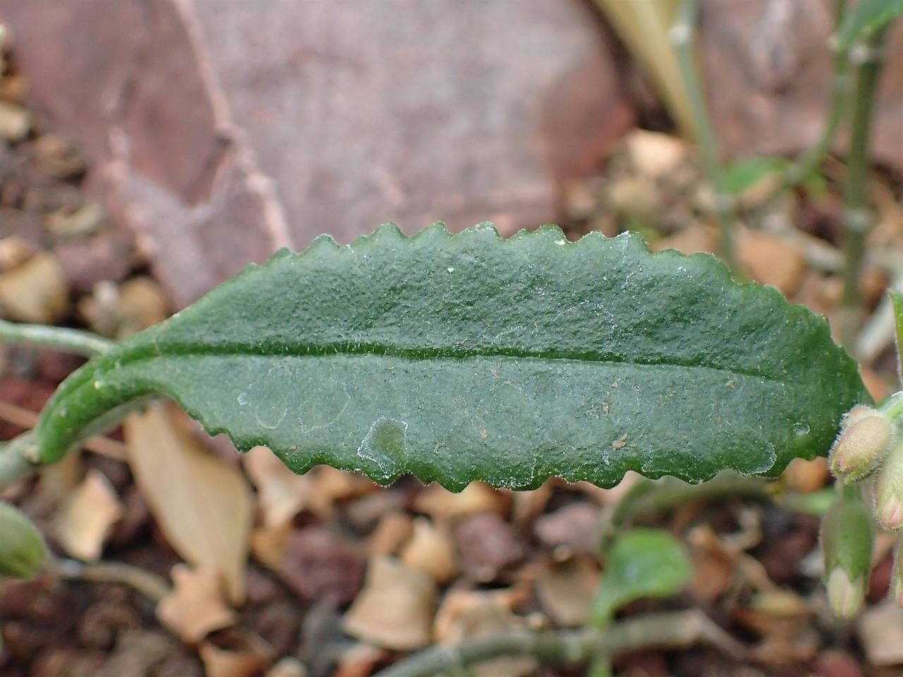 Kalanchoe aromatica — search result for 'Kalanchoe'