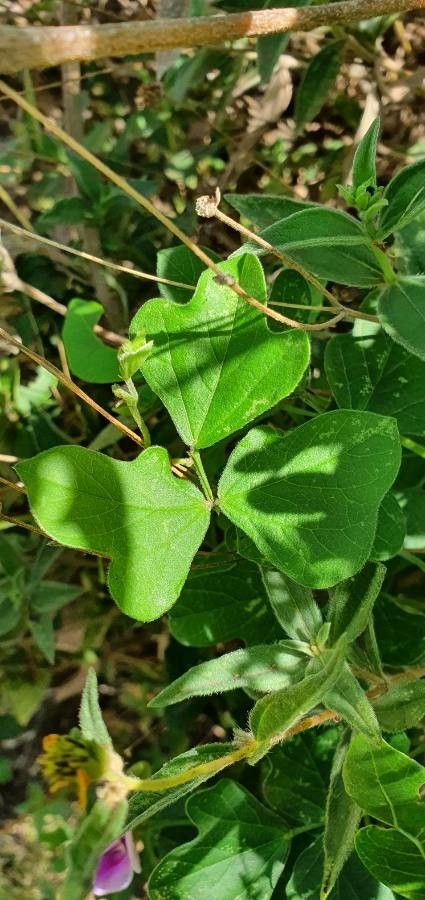 Vigna frutescens leaf