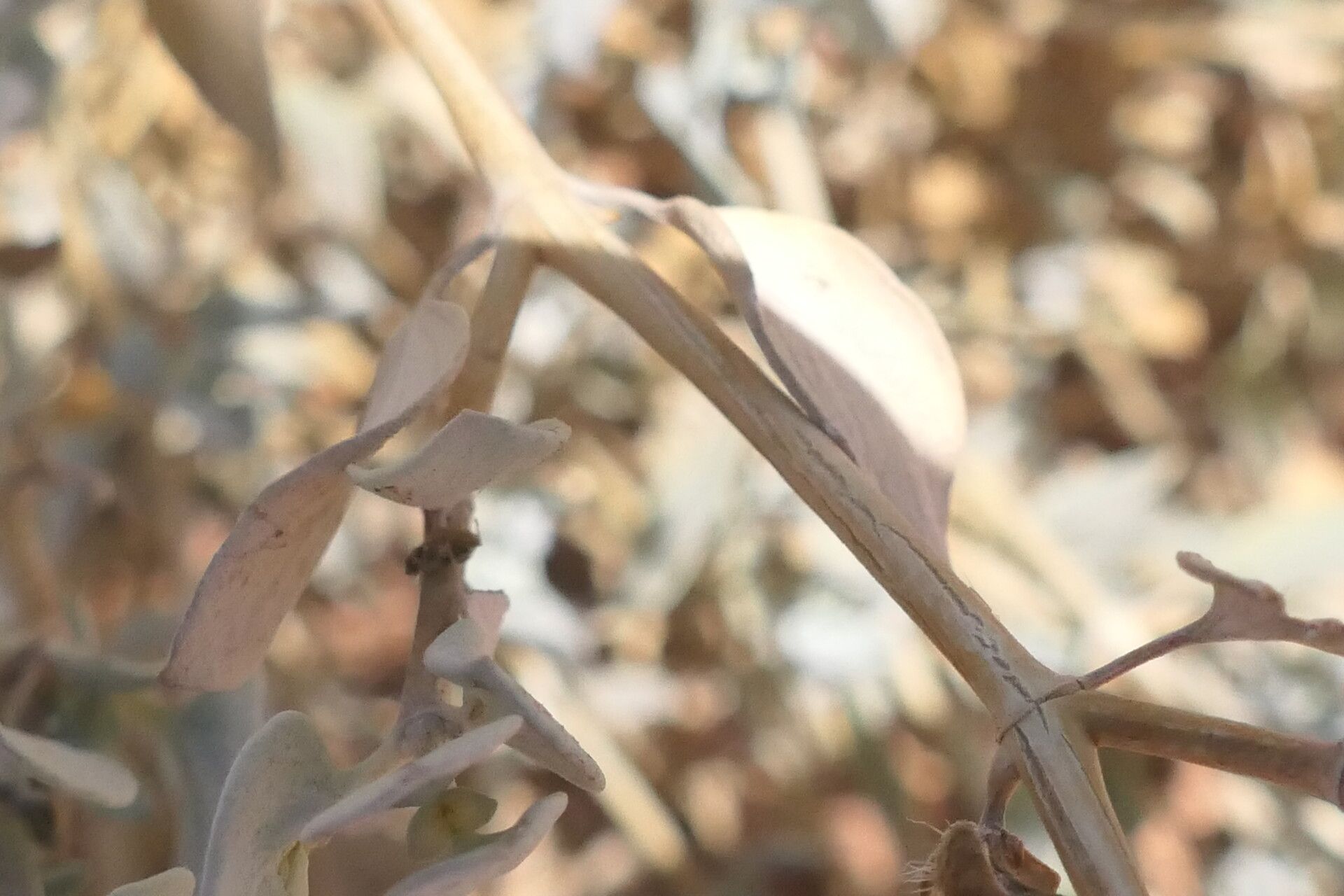 Petalidium canescens bark