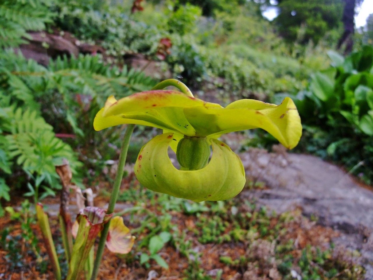 Sarracenia oreophila habit