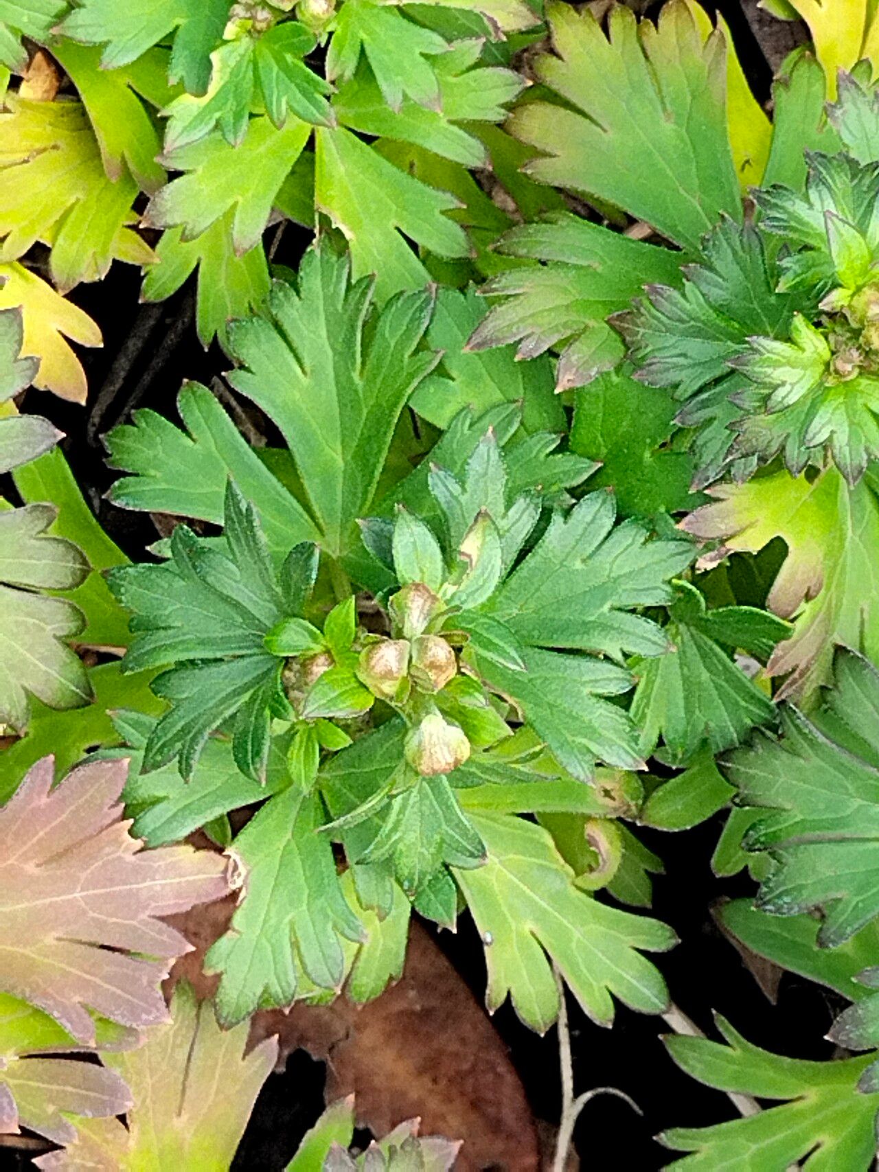 Aconitum japonicum — search result for 'Aconitum'
