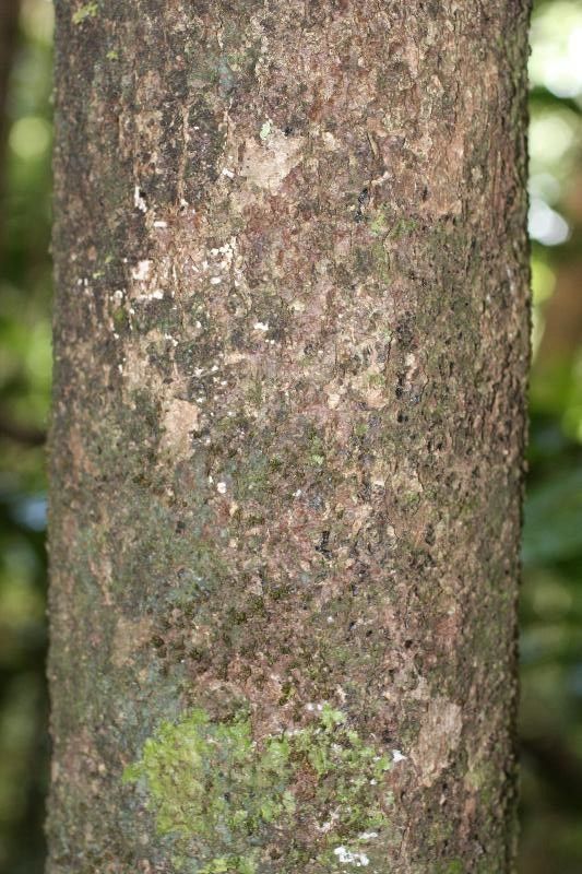 Rhodostemonodaphne revolutifolia bark
