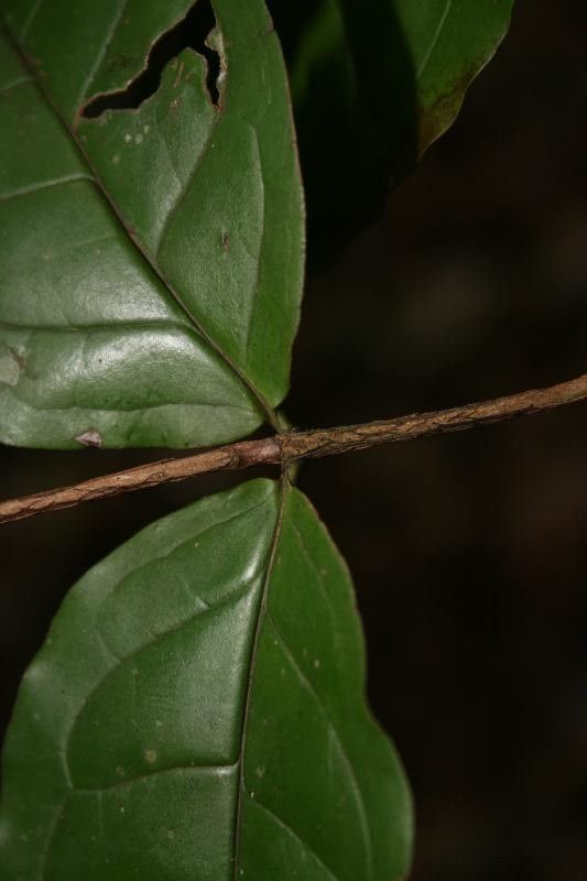 Mouriri sagotiana other