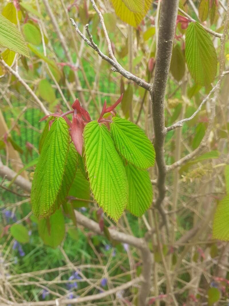 Corylopsis multiflora — related species from the same genus