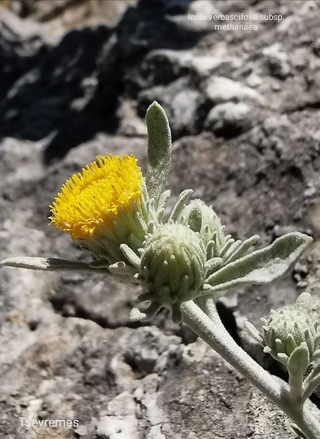 Inula verbascifolia flower