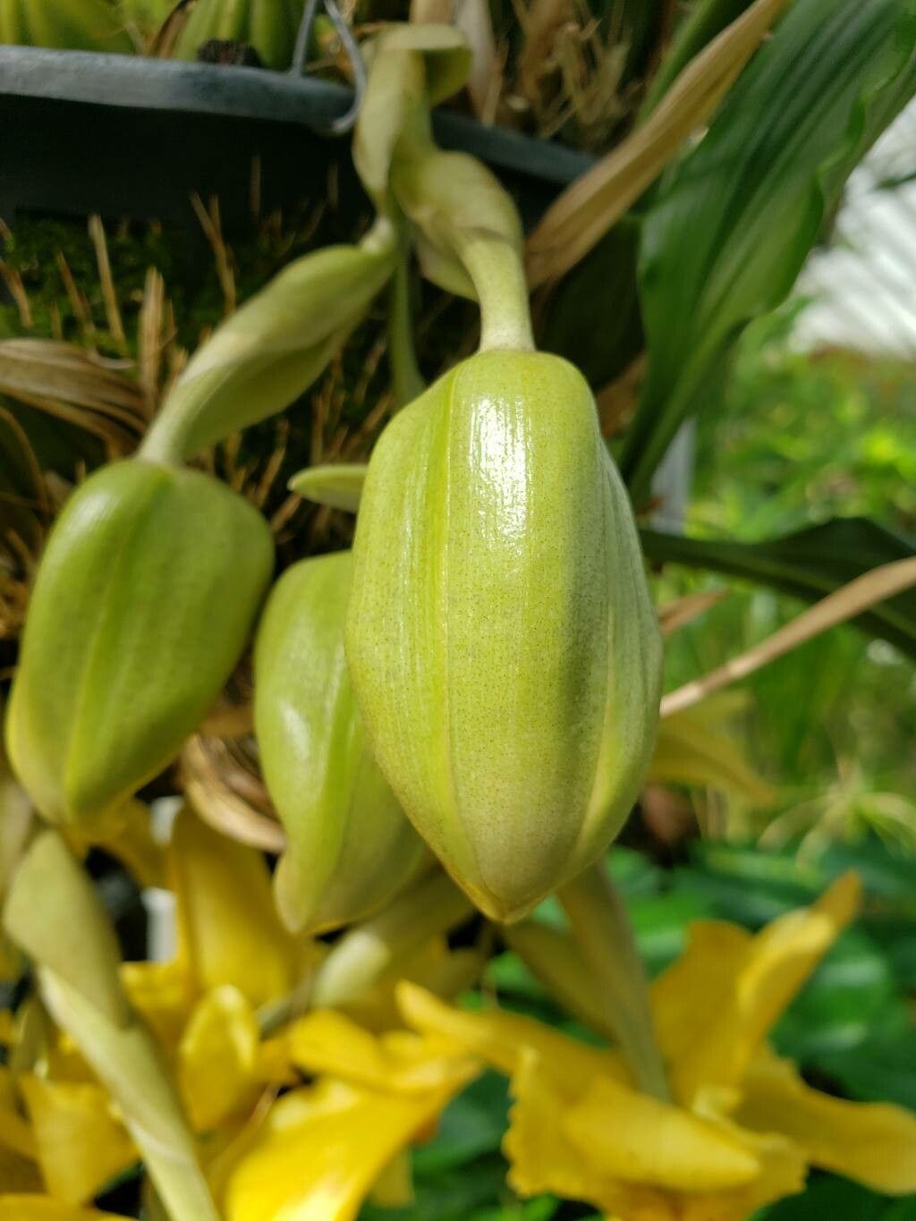 Stanhopea saccata fruit