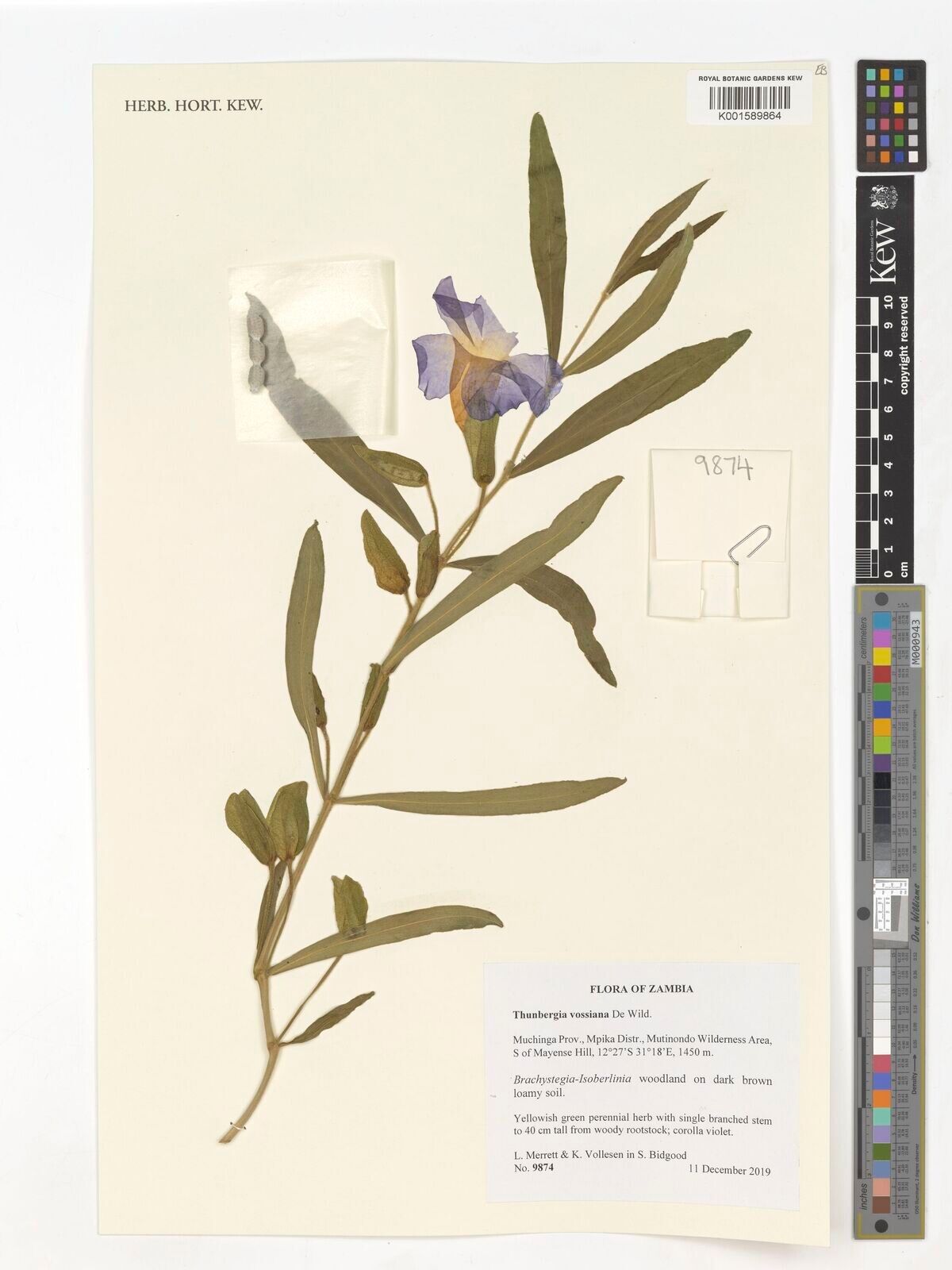 Thunbergia vossiana — search result for 'Thunbergia'