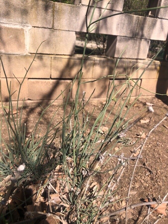 Menispermum canadense — search result for 'Northern North America'