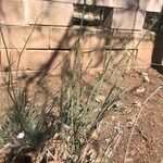 Menispermum canadense