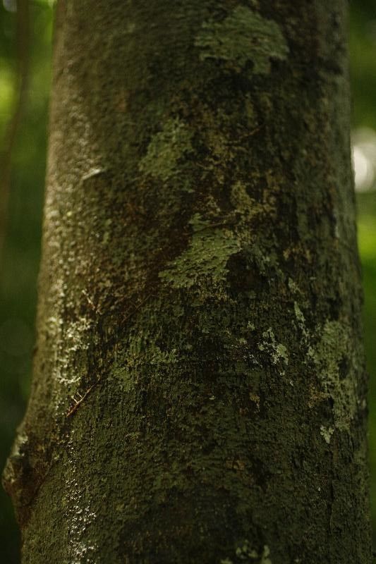 Diospyros carbonaria bark