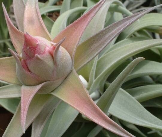 Tillandsia hondurensis — houseplant care guide