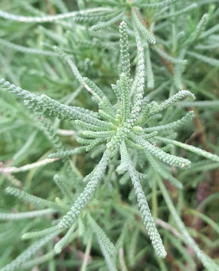 Santolina rosmarinifolia leaf