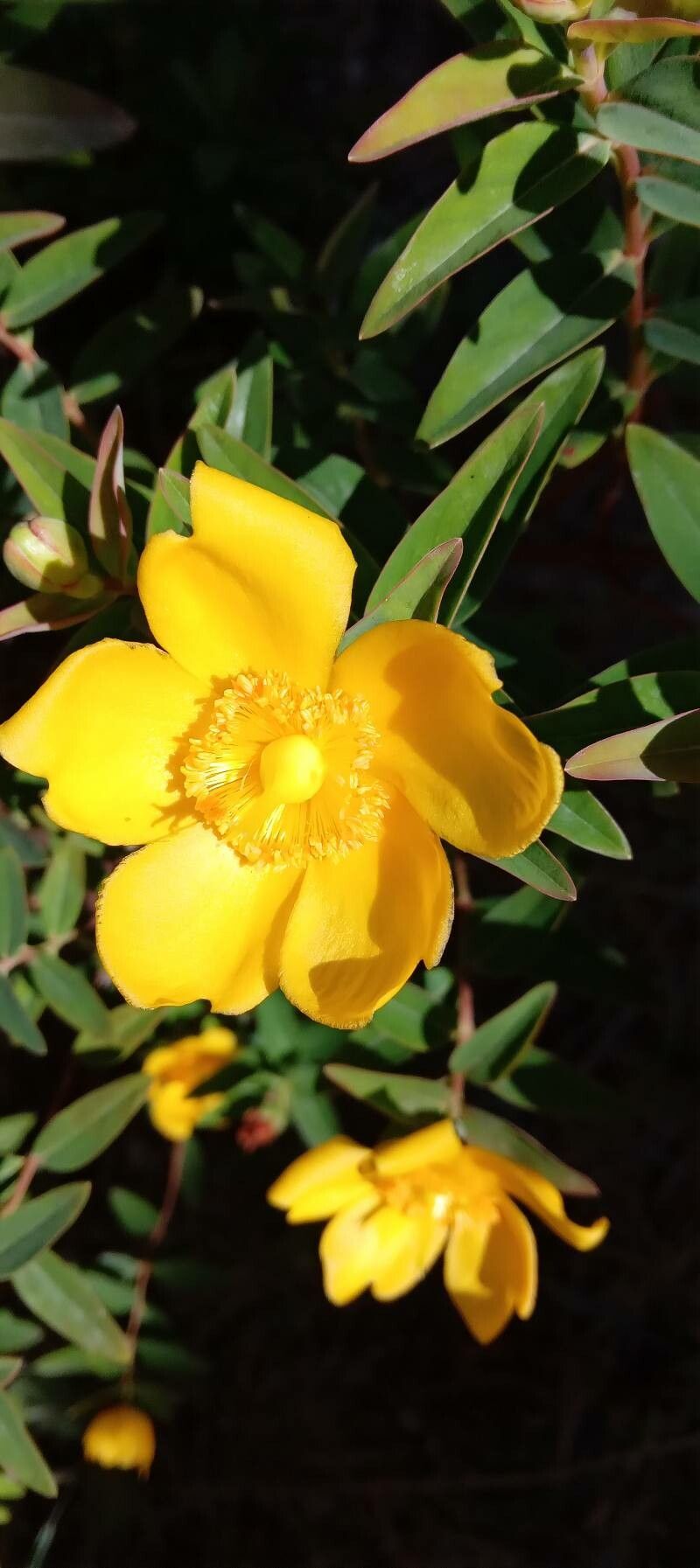 Hypericum hookerianum flower