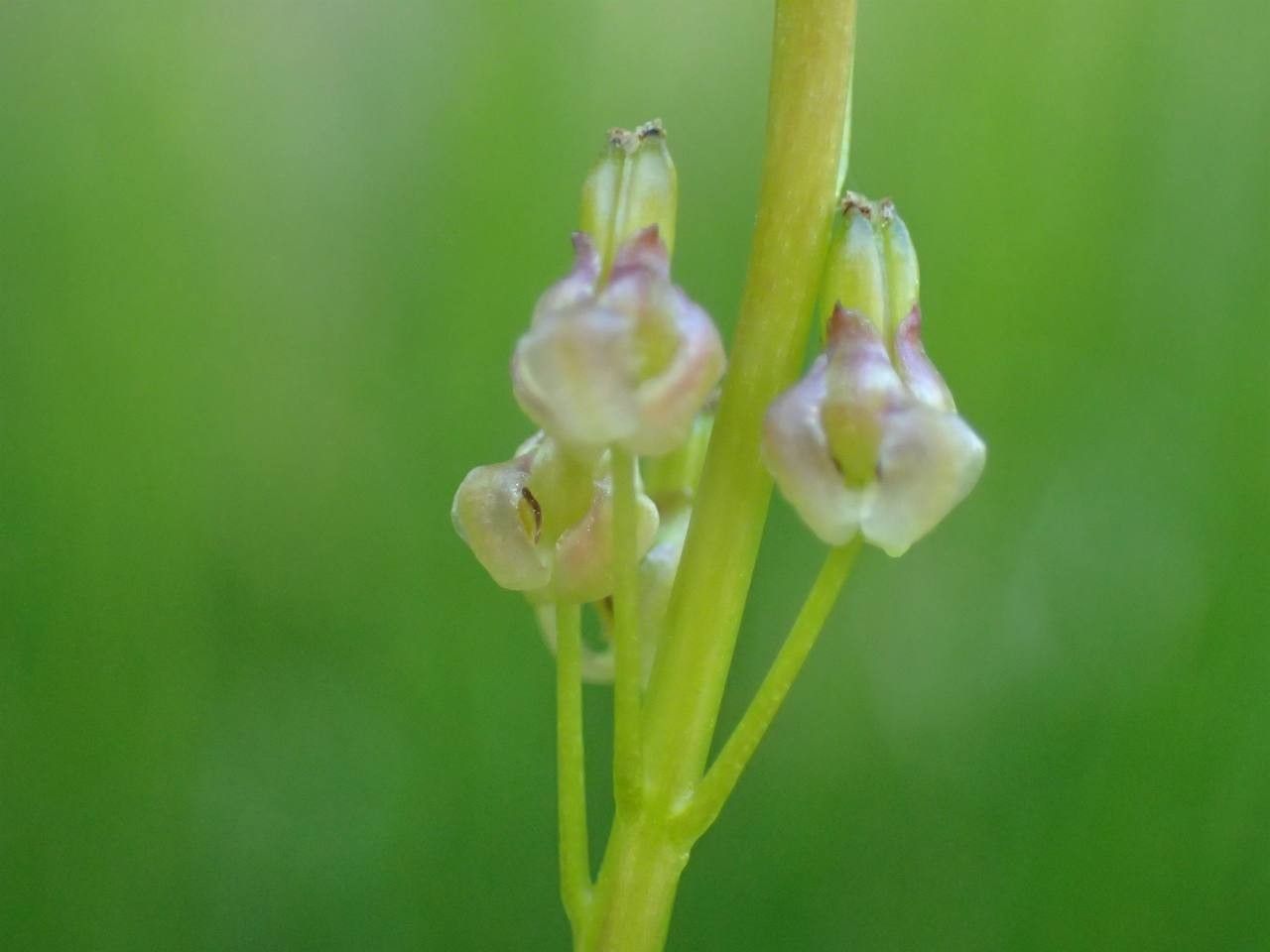 Triglochin palustris fruit