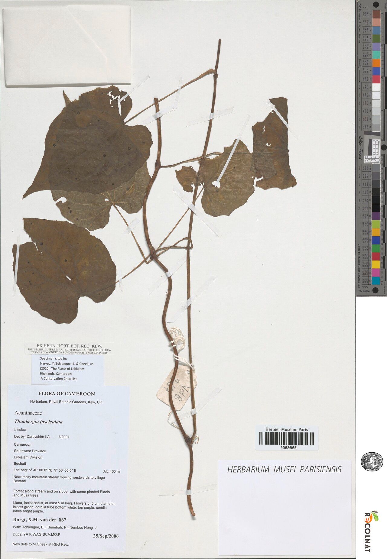 Thunbergia fasciculata — search result for 'Thunbergia'
