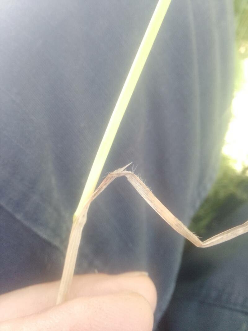 Avenula pubescens — search result for 'Iceland'