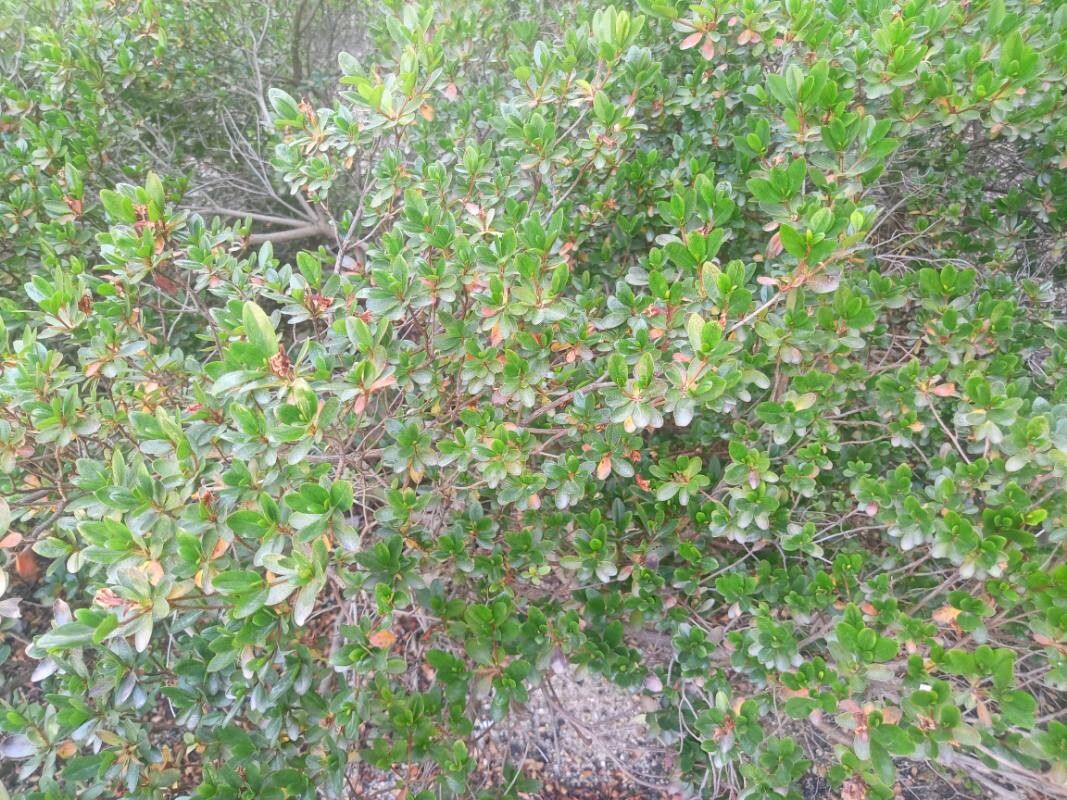 Rhododendron × amoenum leaf