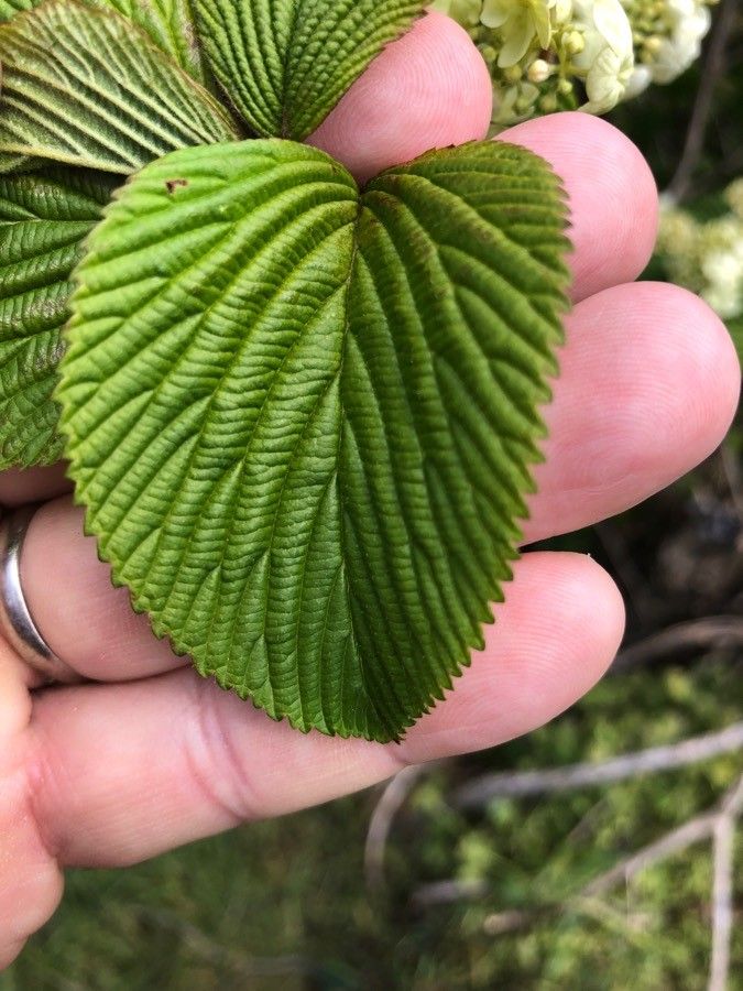 Viburnum lantanoides leaf