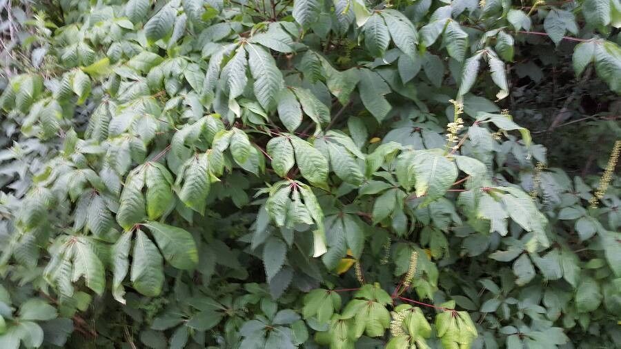 Aesculus parviflora leaf