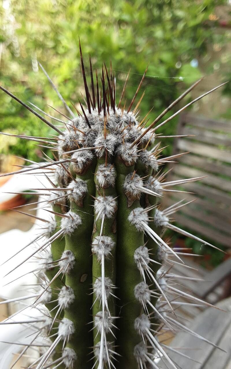 Eulychnia taltalensis other