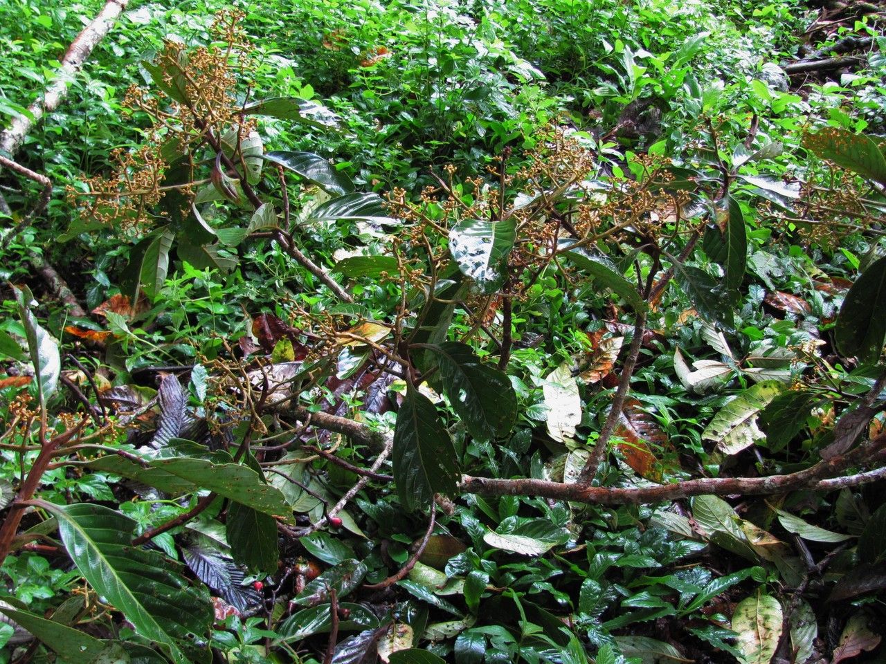 Ocotea stenoneura habit