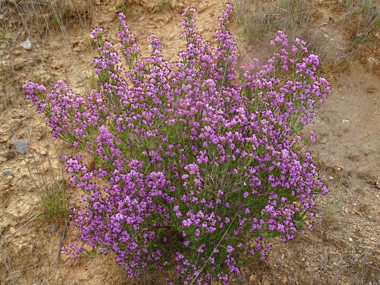 Erica umbellata bark