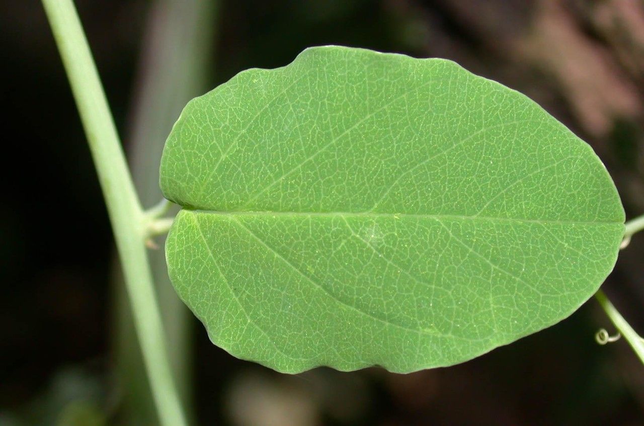 Passiflora arbelaezii leaf