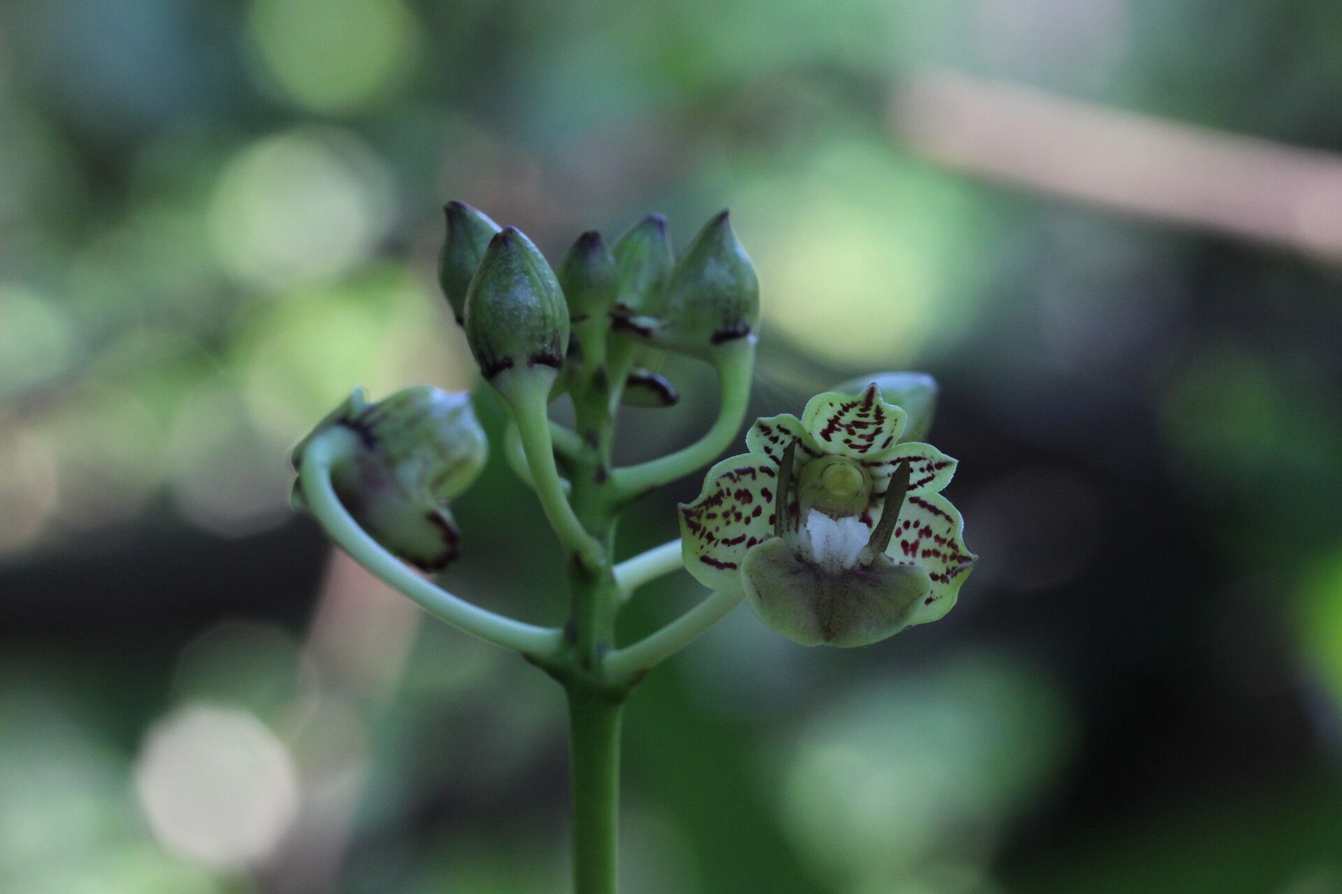 Dendrobium bifalce — houseplant care guide
