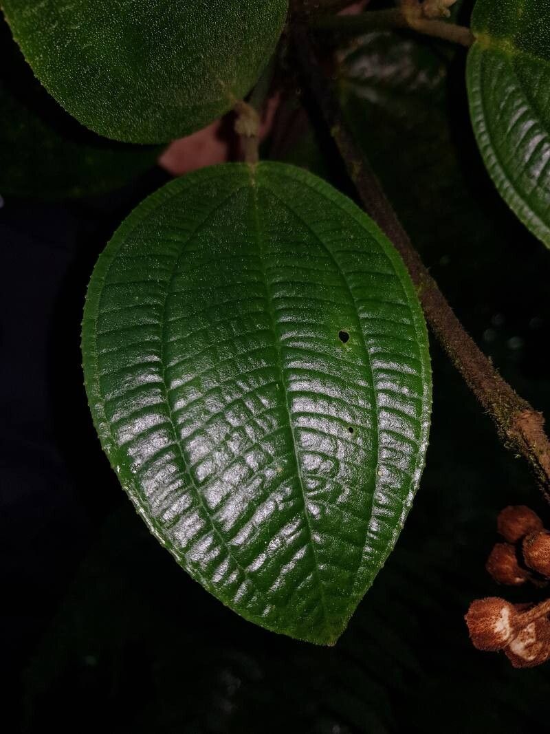 Meriania phlomoides leaf