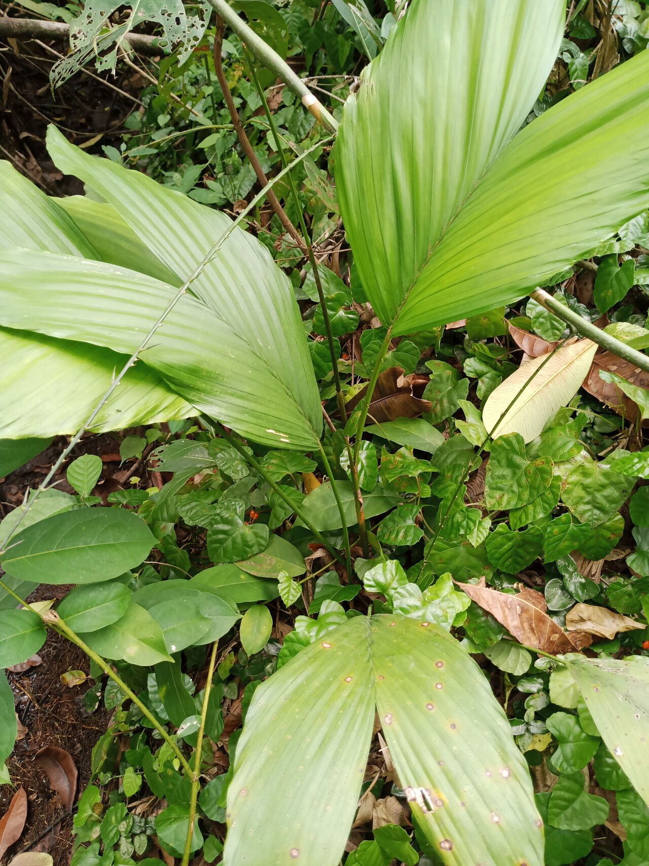 Eremospatha haullevilleana — houseplant care guide