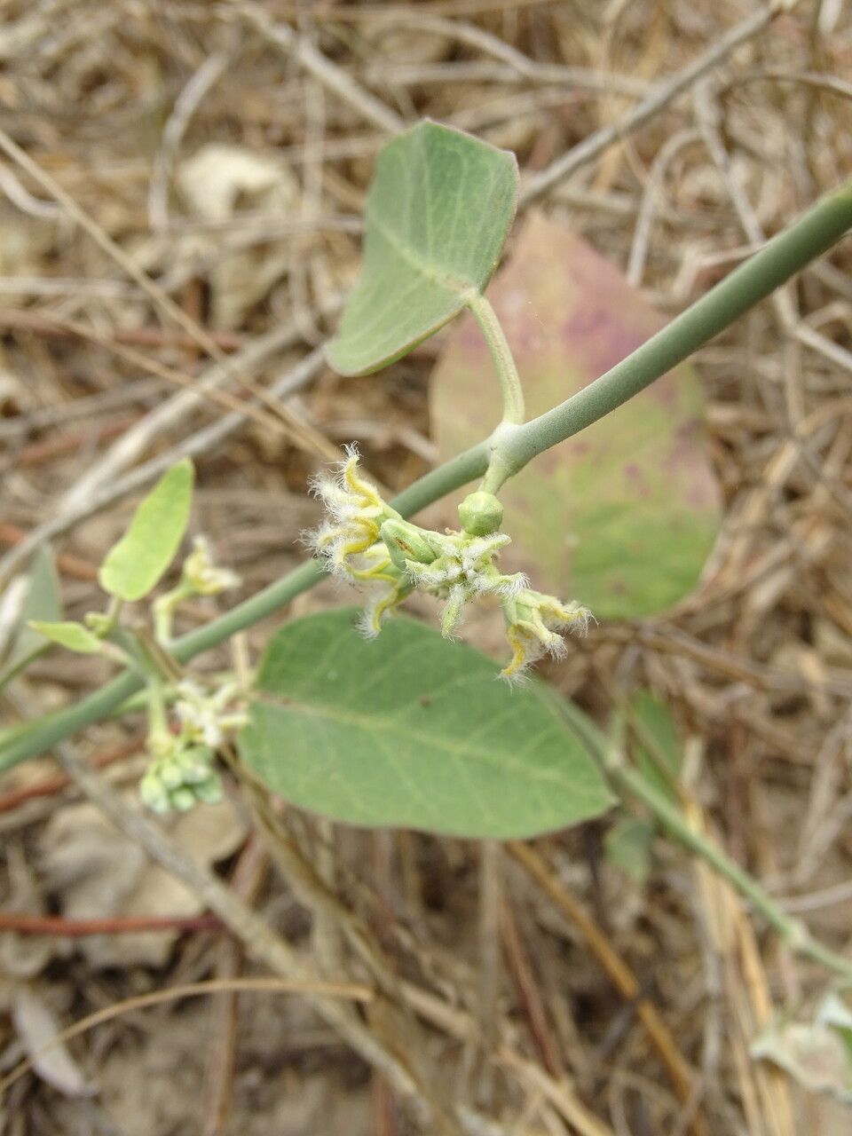 Leptadenia lanceolata flower