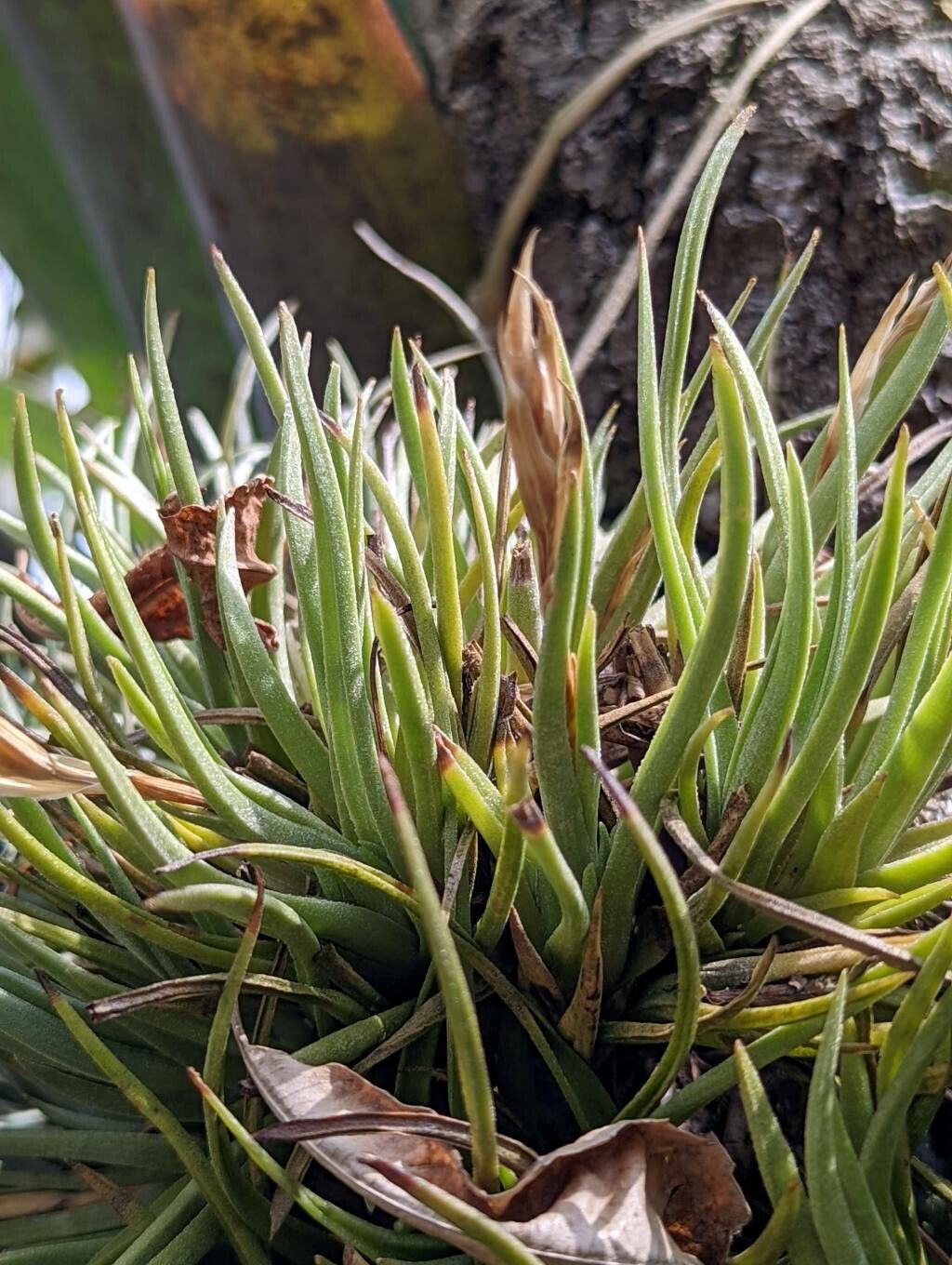 Tillandsia argentina leaf