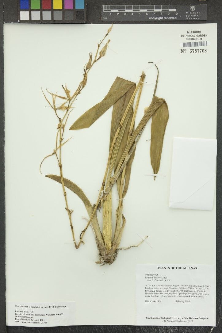 Brassia bidens
