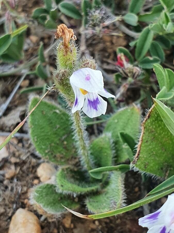Craterostigma hirsutum — related species from the same genus