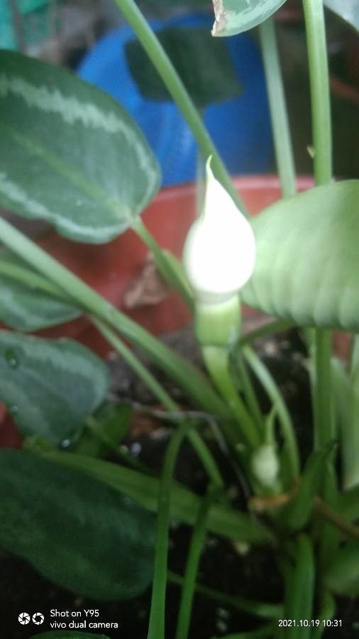 Schismatoglottis wongii flower