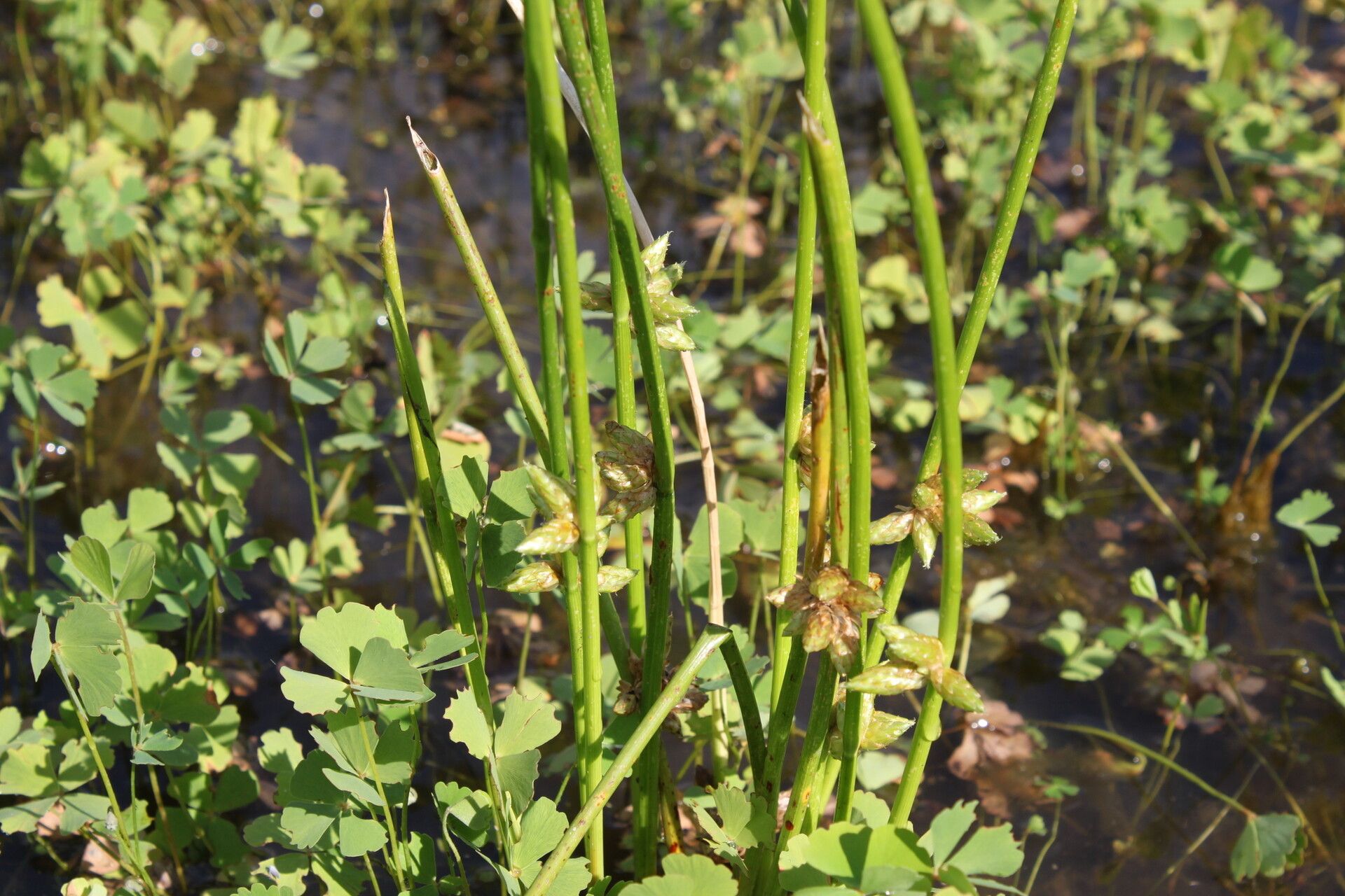 Schoenoplectiella lateriflora — houseplant care guide