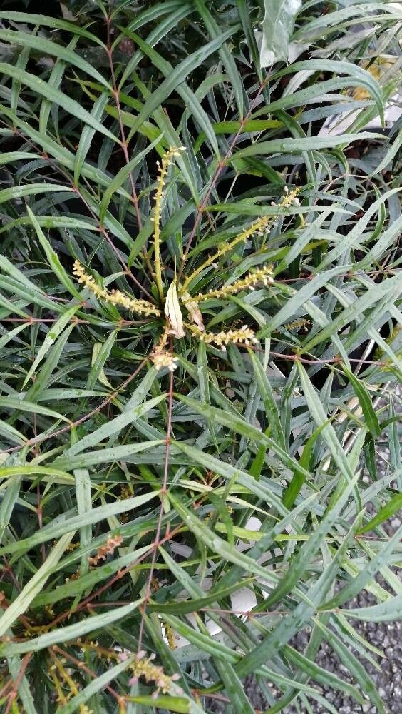 Berberis eurybracteata — search result for 'Mahonia'