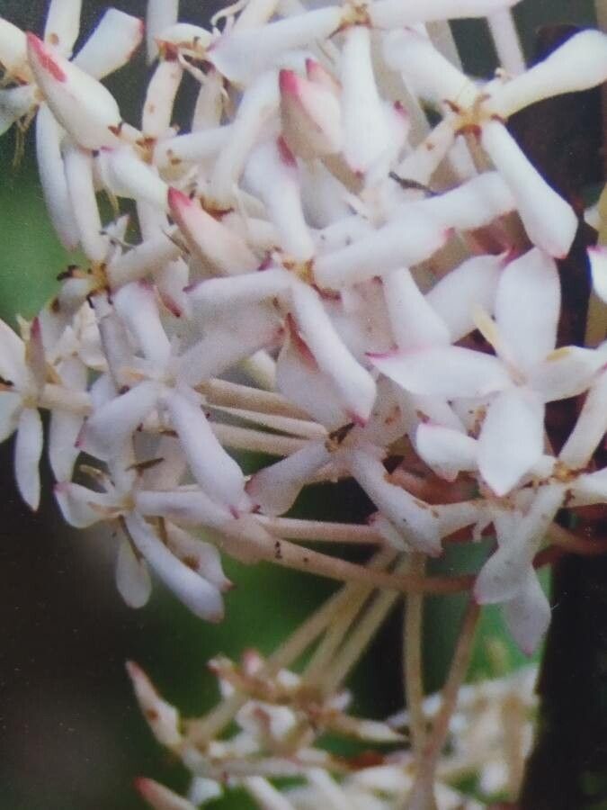 Ixora parviflora — search result for 'Ixora'