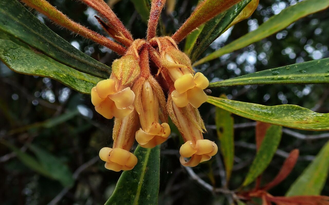 Pittosporum deplanchei flower