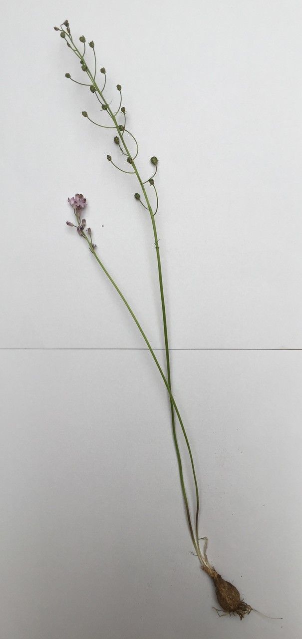 Prospero corsicum — related species from the same genus