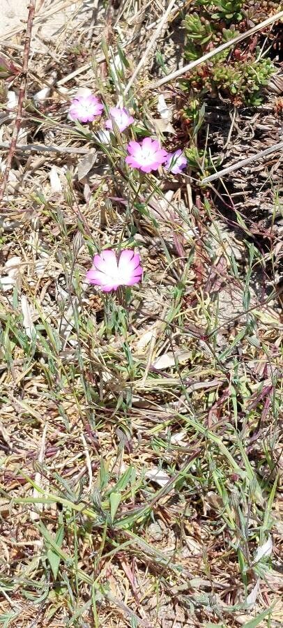 Eudianthe coelirosa habit