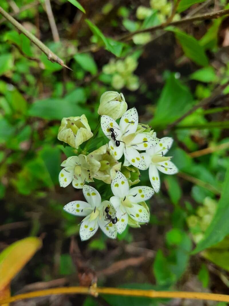 Swertia bimaculata — houseplant care guide
