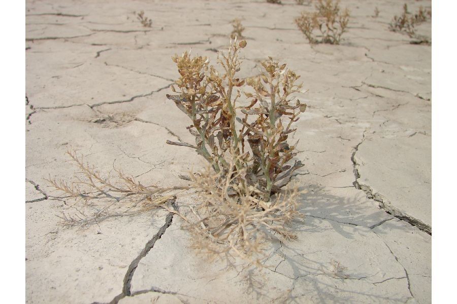 Lepidium davisii habit