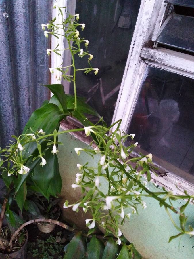 Epidendrum isthmi — search result for 'Epidendrum'