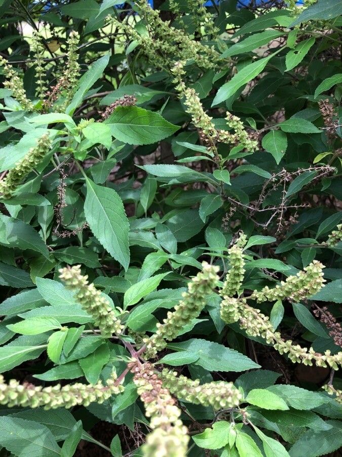 Ocimum gratissimum leaf