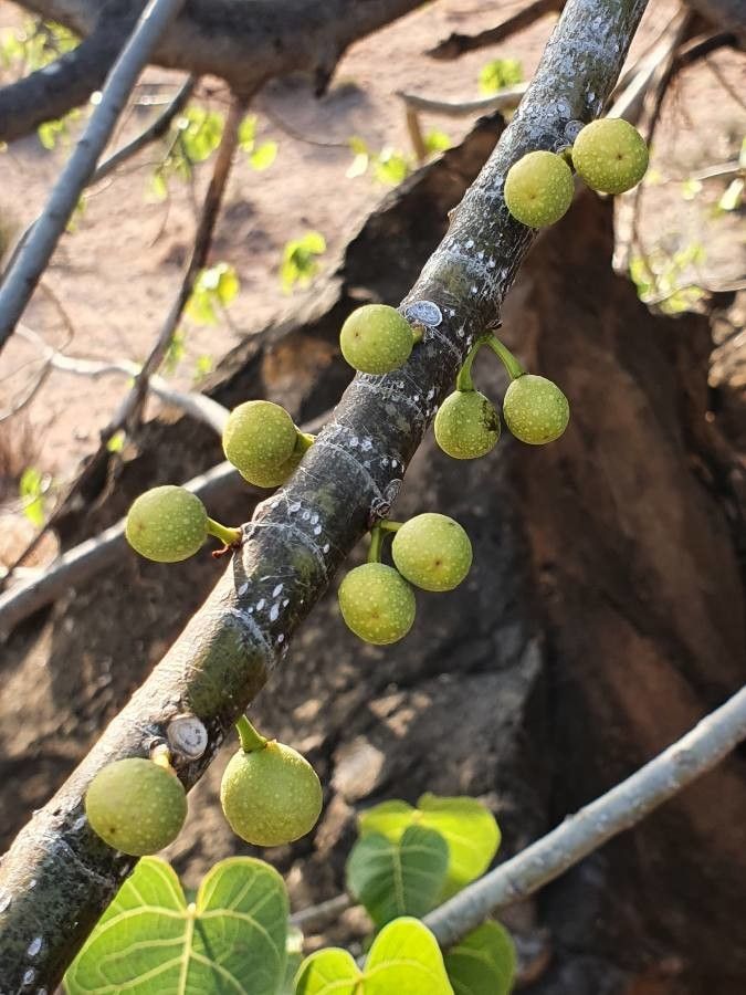 Ficus populifolia fruit
