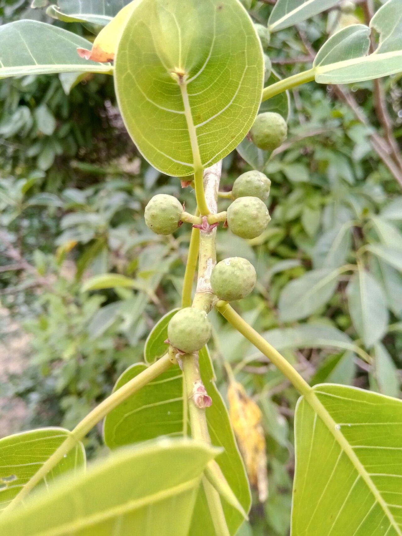 Ficus grevei fruit