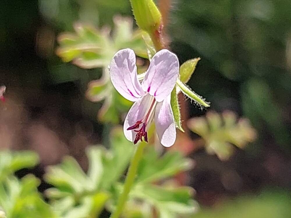 Pelargonium whytei flower